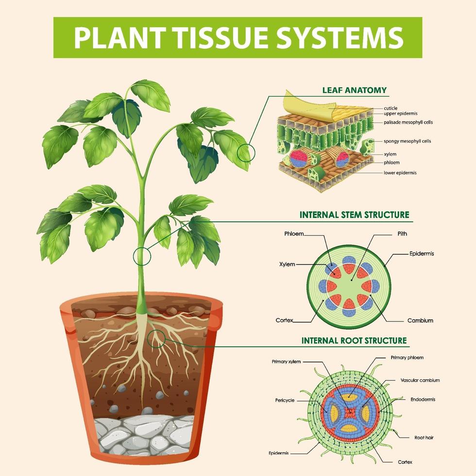 diagramma che mostra i sistemi dei tessuti vegetali vettore