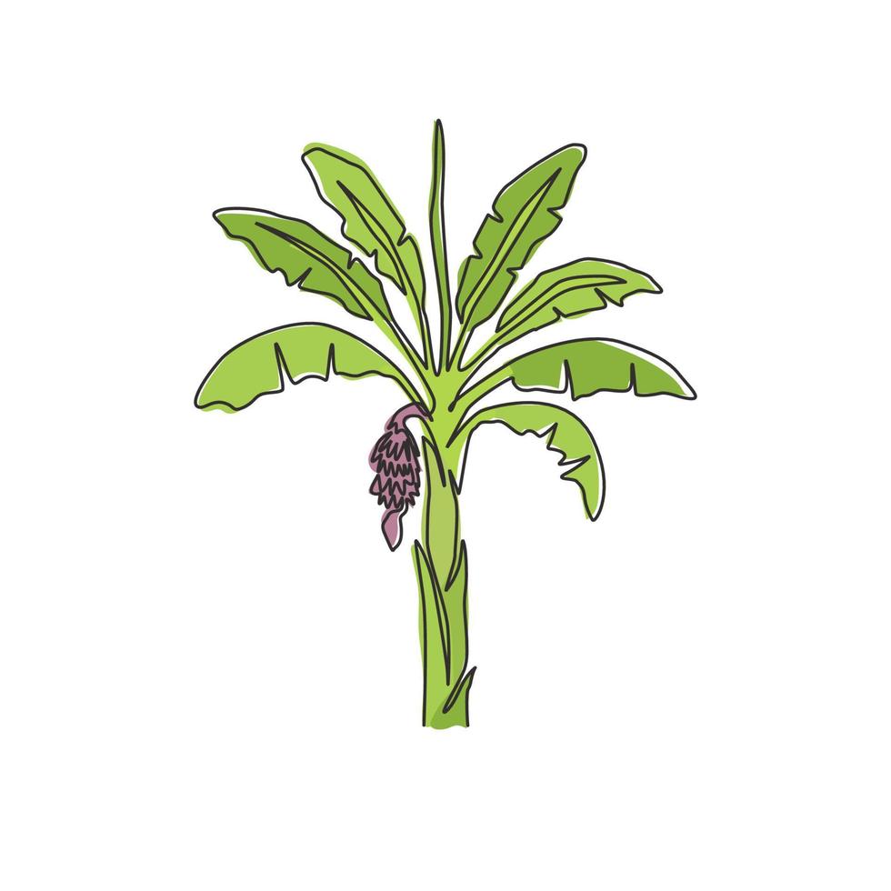 una sola linea che disegna un albero di banane fertile e fresco. pianta di banana decorativa per azienda di piantagioni. concetto di coltivazione agricola. illustrazione vettoriale grafica di disegno di disegno di linea continua moderna