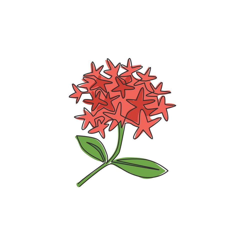 un disegno a tratteggio di piante da fiore fresche di bellezza per il logo del giardino. concetto di fiore ixora decorativo stampabile per ornamento biglietto di auguri. illustrazione vettoriale di disegno di disegno di linea continua alla moda