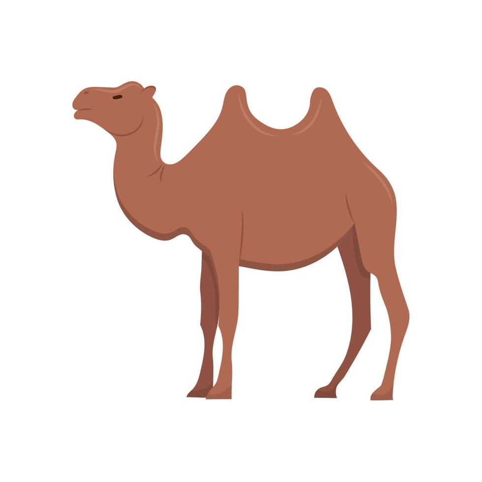 arabo cammello nel pieno taglia. un' mammifero, un animale con zoccoli e Due gobbe. isolato vettore illustrazione.