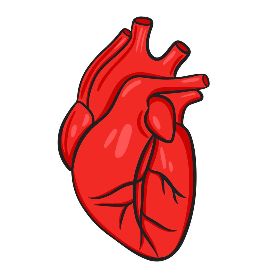 principale interno umano organo cuore vettore