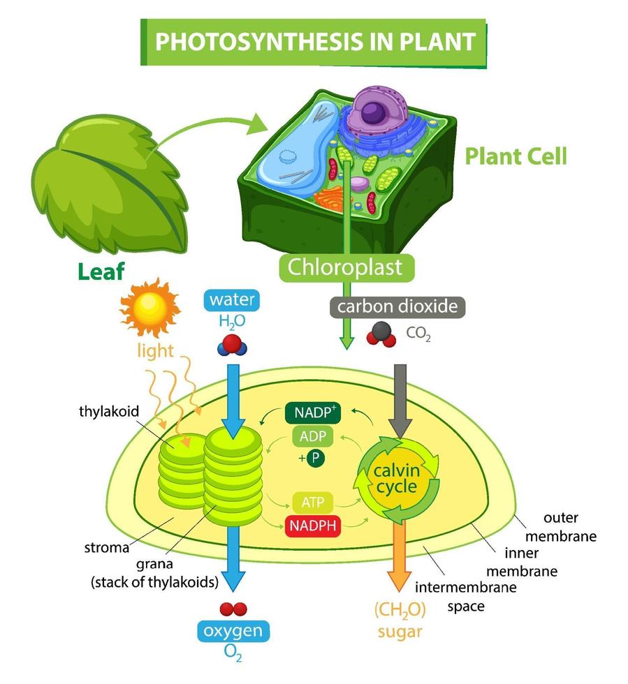 diagramma che mostra il processo di fotosintesi nella pianta vettore