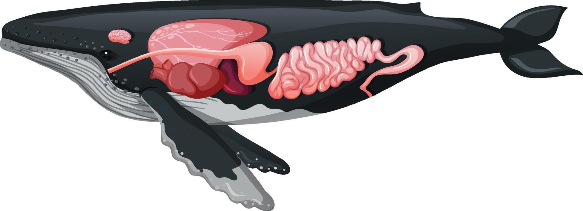 anatomia interna di una balena isolata su sfondo bianco vettore