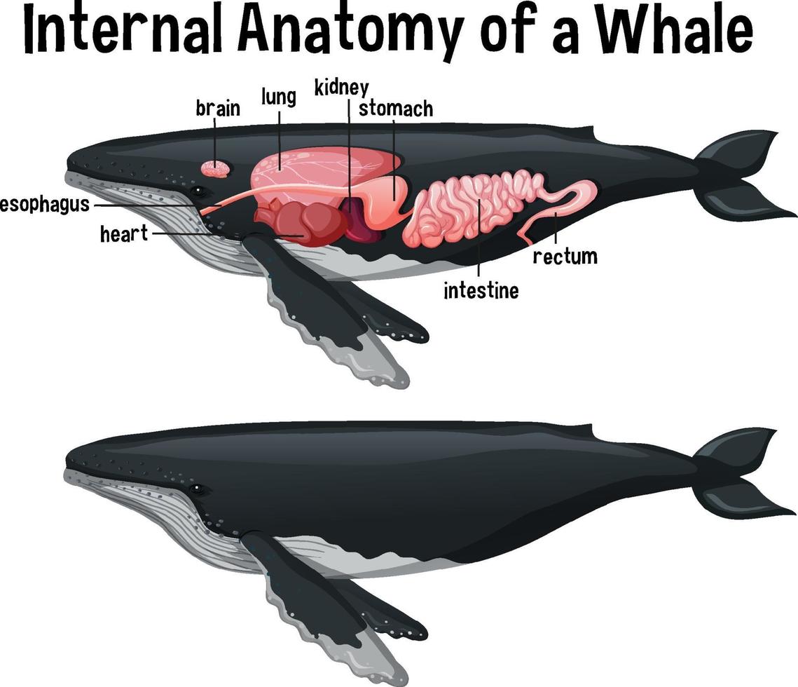 anatomia interna di una balena con etichetta vettore