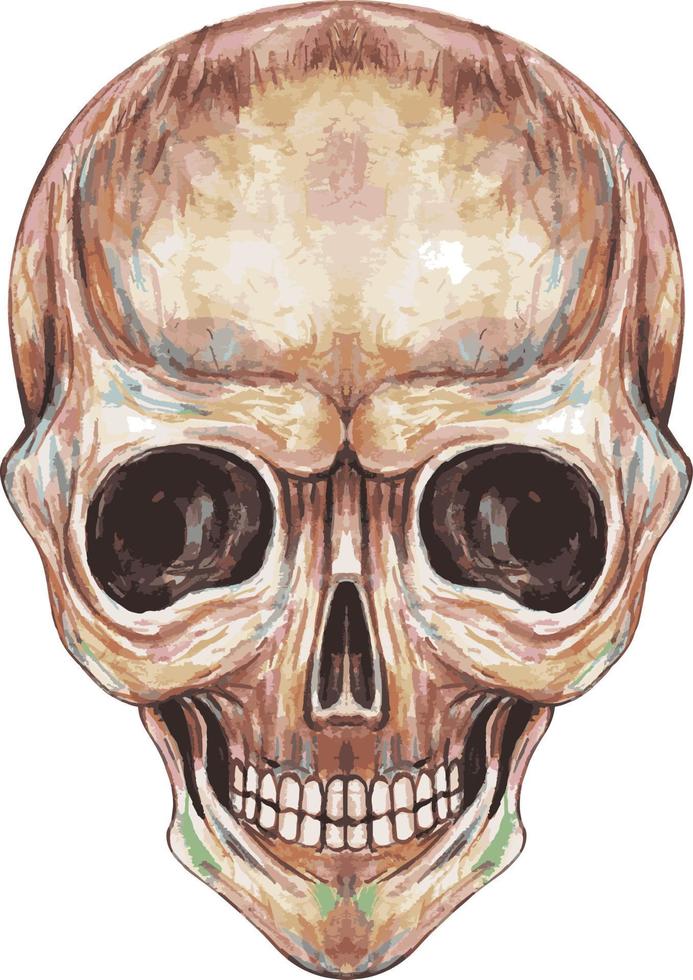 arte Sorridi cranio. mano pittura e rendere grafico vettore. vettore