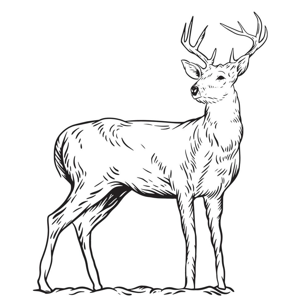 illustrazione di un' cervo vettore