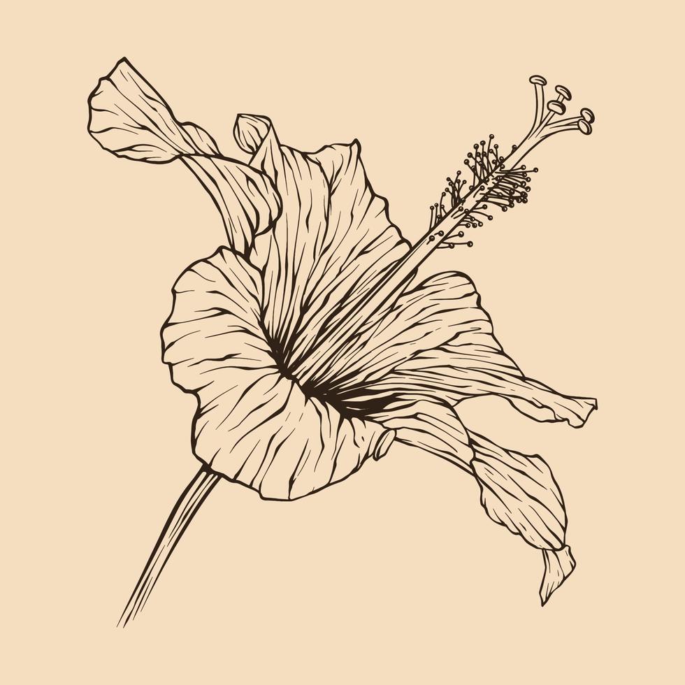 ibisco fiore vettore illustrazione con linea arte
