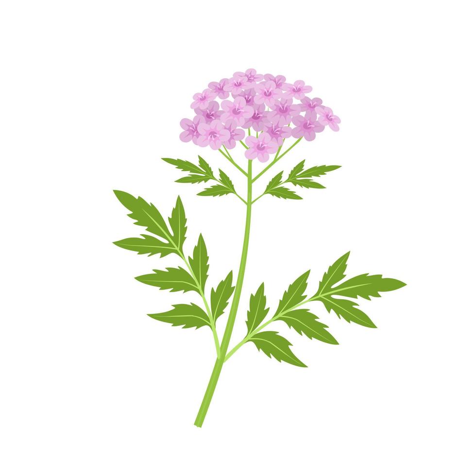 vettore illustrazione, primavera fioritura valeriana, medicinale pianta isolato su bianca sfondo.