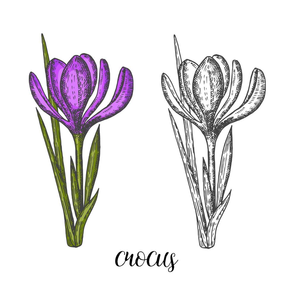 fiori di primavera. insieme disegnato a mano dell'annata di croco monocromatico e colorato. schizzo. illustrazione incisione. vettore