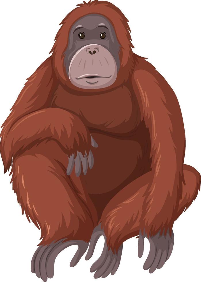orangutan animale selvatico su sfondo bianco vettore