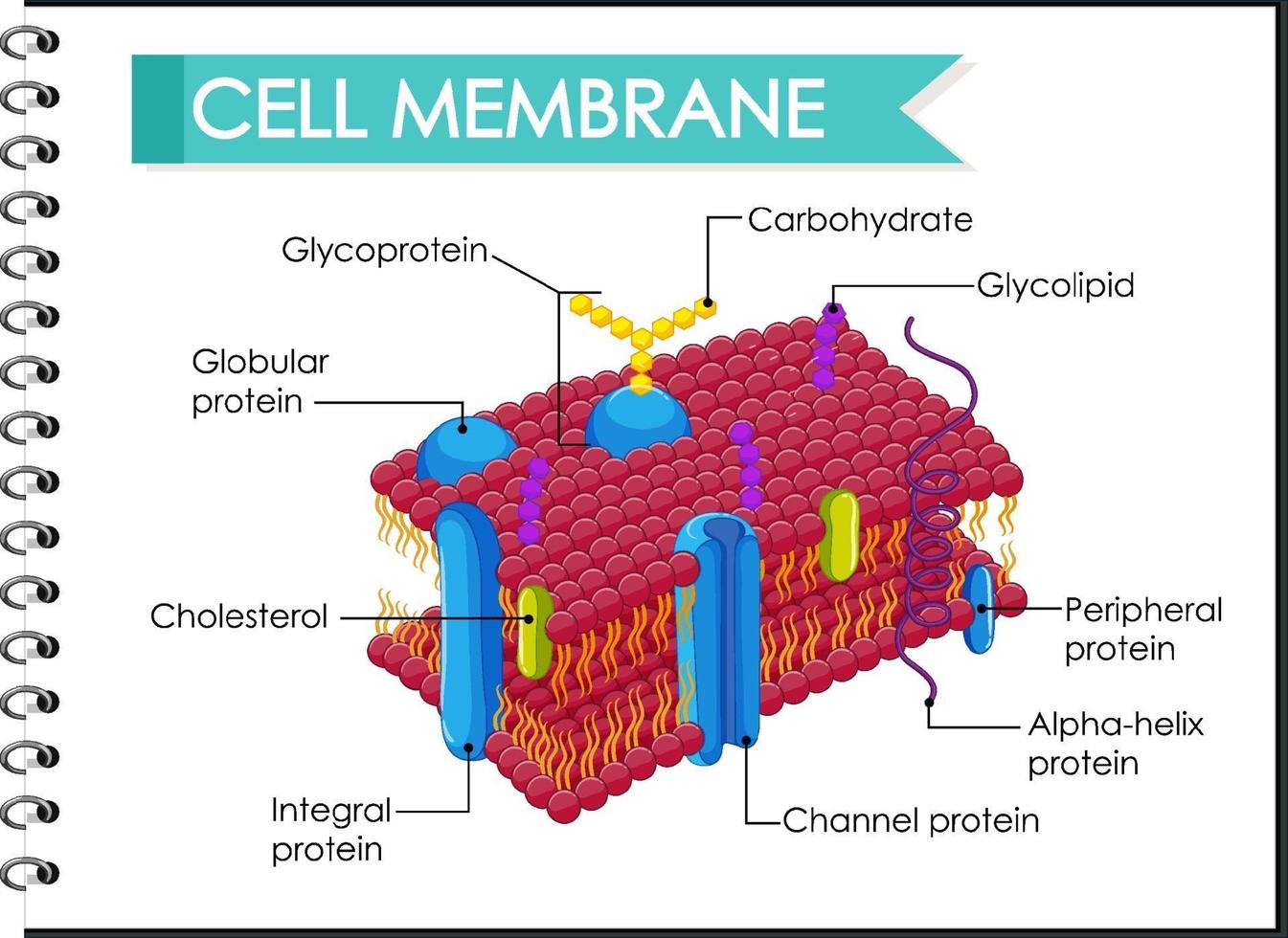 struttura della membrana cellulare umana vettore