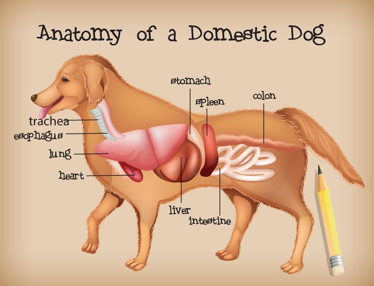 anatomia di un cane domestico vettore