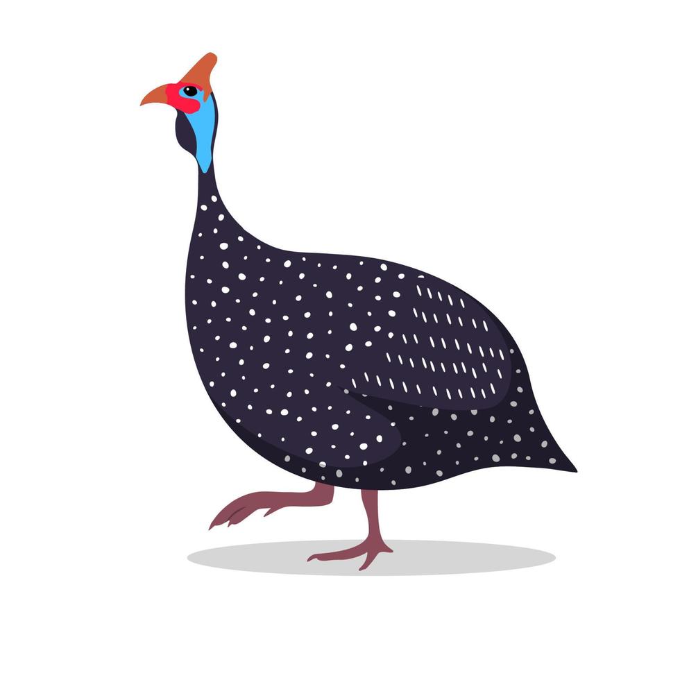 Guinea pollame cartone animato piatto illustrazione a piedi vettore