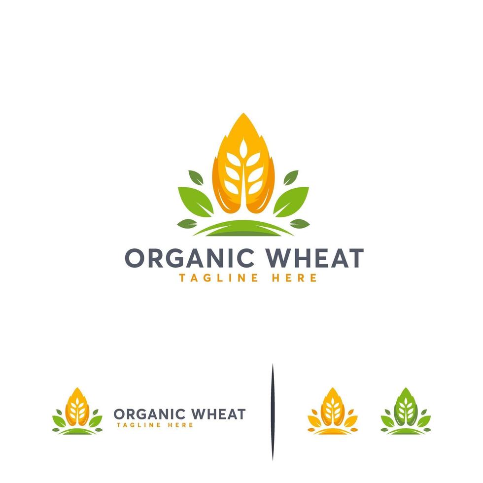 vettore di concetto di disegni di logo di grano biologico, simbolo moderno del grano di grano