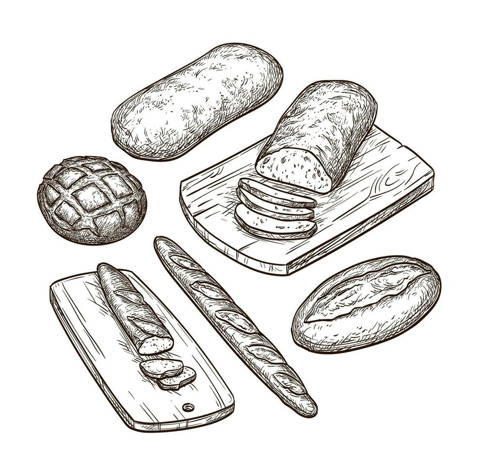 pane impostare. mano disegnato vettore illustrazione. isolato su bianca sfondo. Vintage ▾ stile.