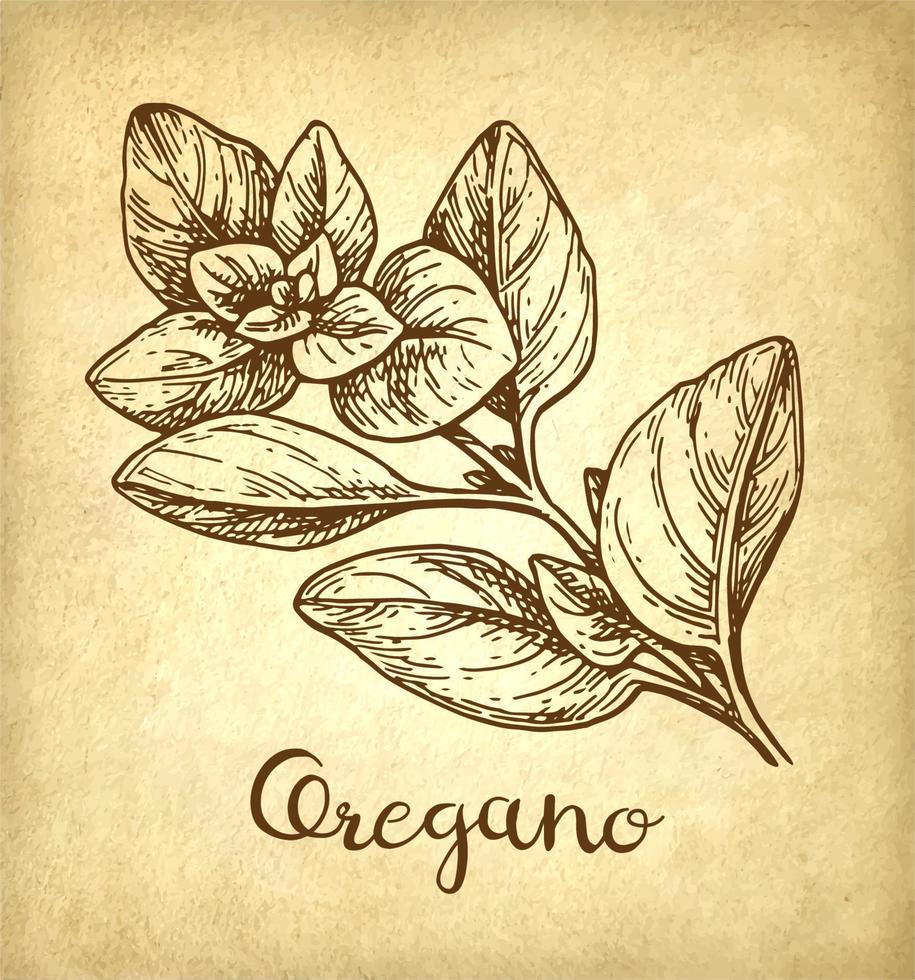 origano inchiostro schizzo su vecchio carta sfondo. mano disegnato vettore illustrazione. retrò stile.