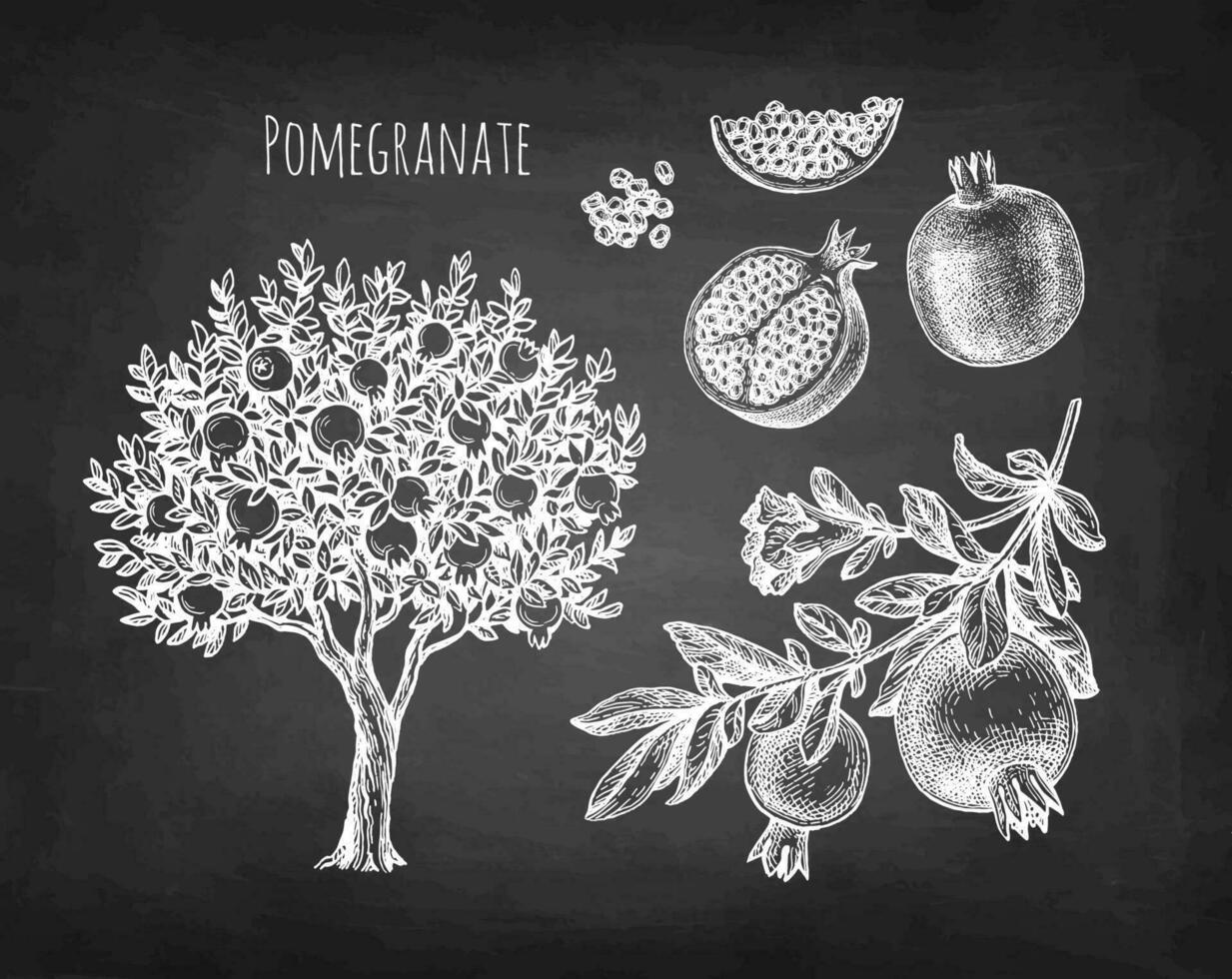 Melograno impostare. albero, ramo, frutta e semi. gesso schizzi su lavagna sfondo. mano disegnato vettore illustrazione. retrò stile.