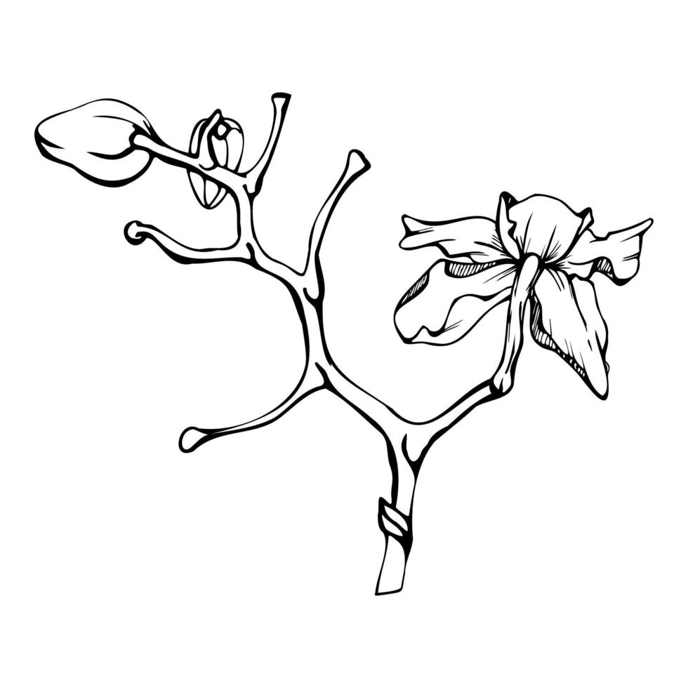 mano disegnato vettore inchiostro orchidea fiori, steli, foglie, monocromo, dettagliato schema. composizione con rami. isolato su bianca sfondo. design per parete arte, nozze, Stampa, tatuaggio, coperchio, carta.