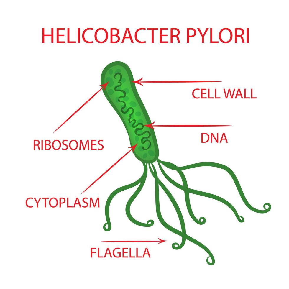 helicobacter batteri medicina formazione scolastica diagramma vettore impostato