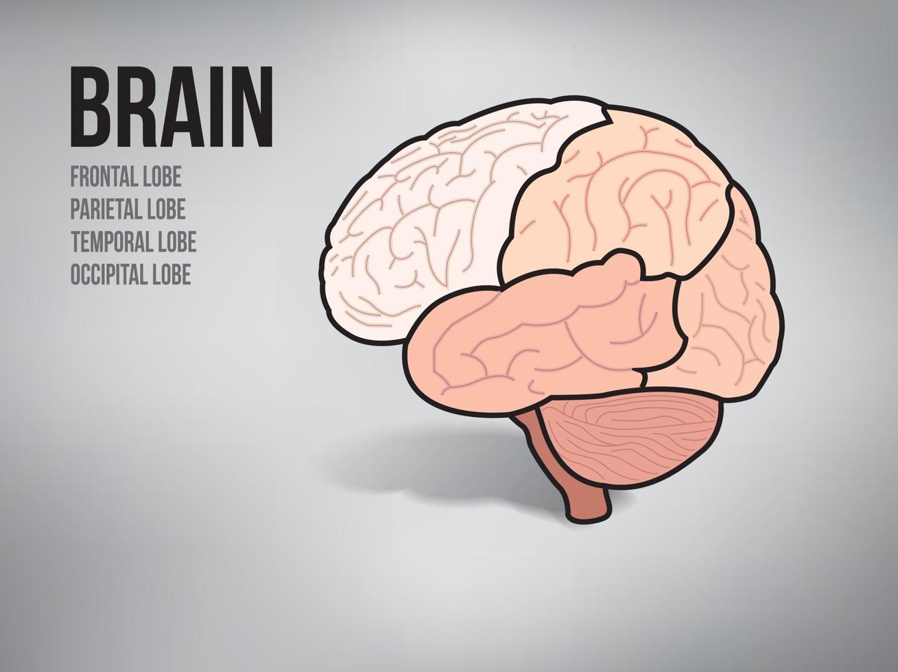 cervello umano sul grafico illustrazione vettoriale