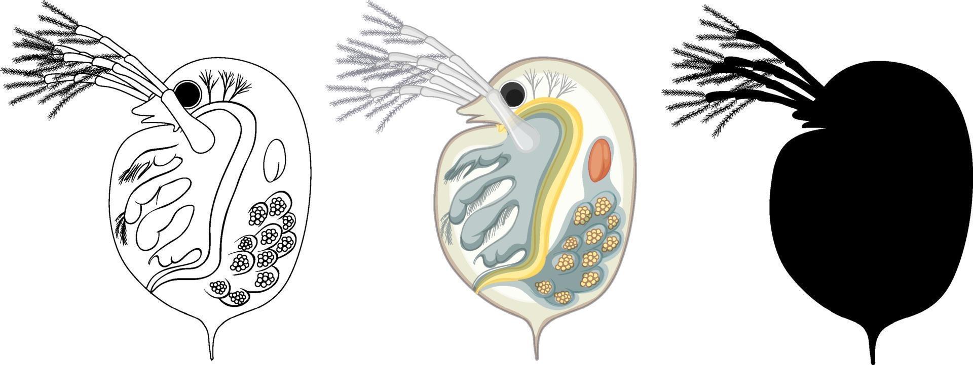 daphnia a colori e scarabocchio su sfondo bianco vettore