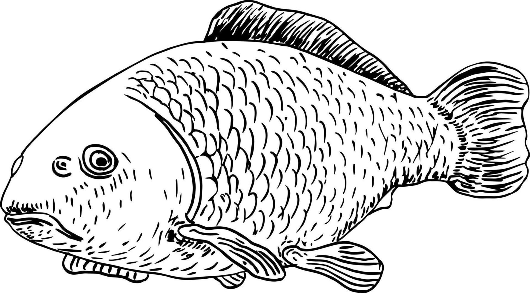 realistico pesce schizzo. carpa lago pesce. concetto arte per oroscopo, tatuaggio, inscatolamento vaso etichetta, negozio etichetta eccetera vettore