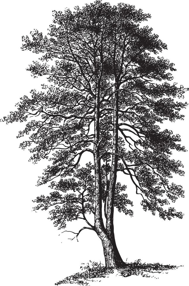 illustrazioni d & # 39; annata dell & # 39; albero di agrifoglio vettore