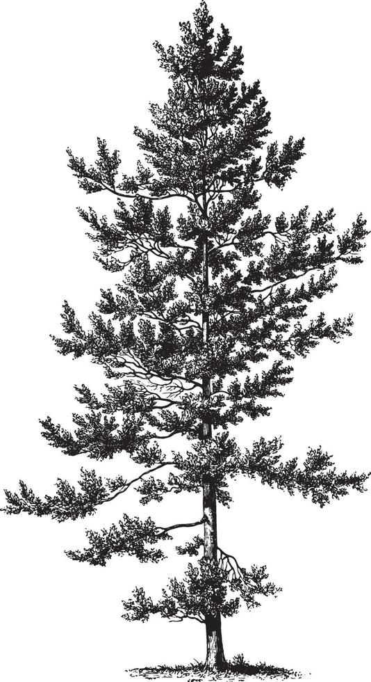 illustrazioni vintage di albero di pino nero vettore