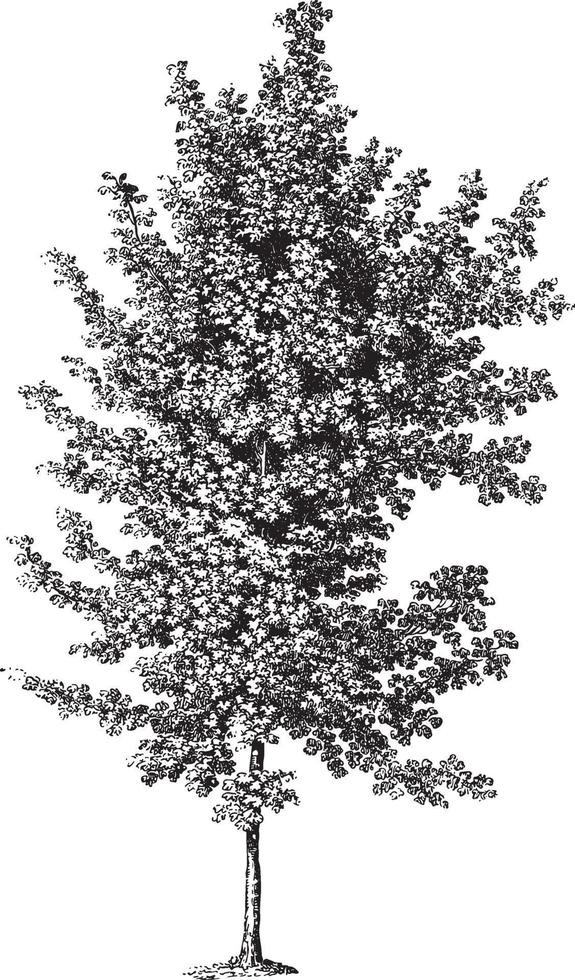 illustrazioni d & # 39; annata dell & # 39; albero di acero di sicomoro vettore
