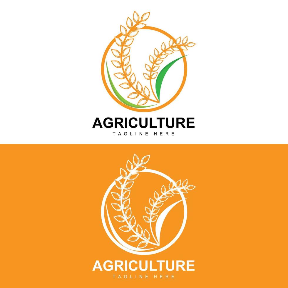 riso logo, agricoltura disegno, vettore Grano riso icona modello illustrazione