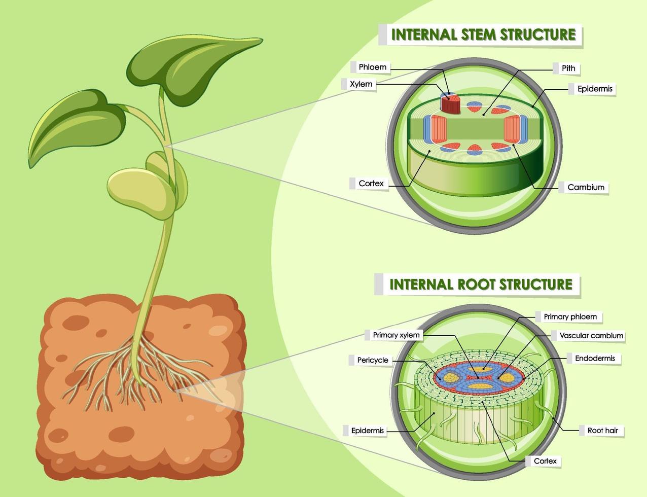 diagramma che mostra la struttura del fusto e della radice vettore