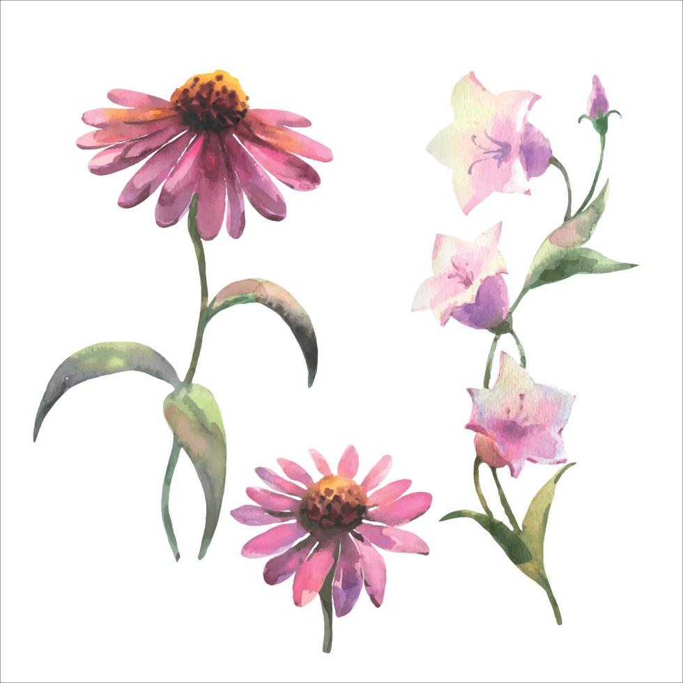 acquerello vettore impostato fiori selvatici, echinacea purpurea e campanule su un' bianca sfondo.