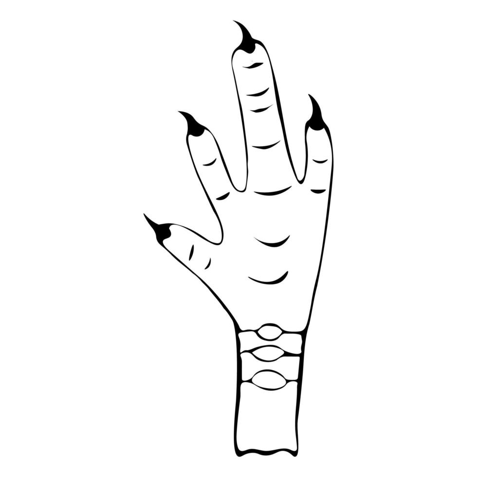 vettore illustrazione disegnato a mano scarabocchio stile pollo gamba