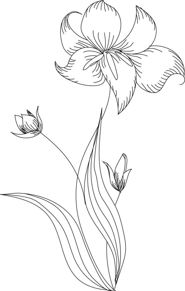 pervinca, inchiostro disegno medicinale pianta, monocromatico botanico illustrazione nel Vintage ▾ stile, isolato floreale elemento, mano disegnato illustrazione. vettore
