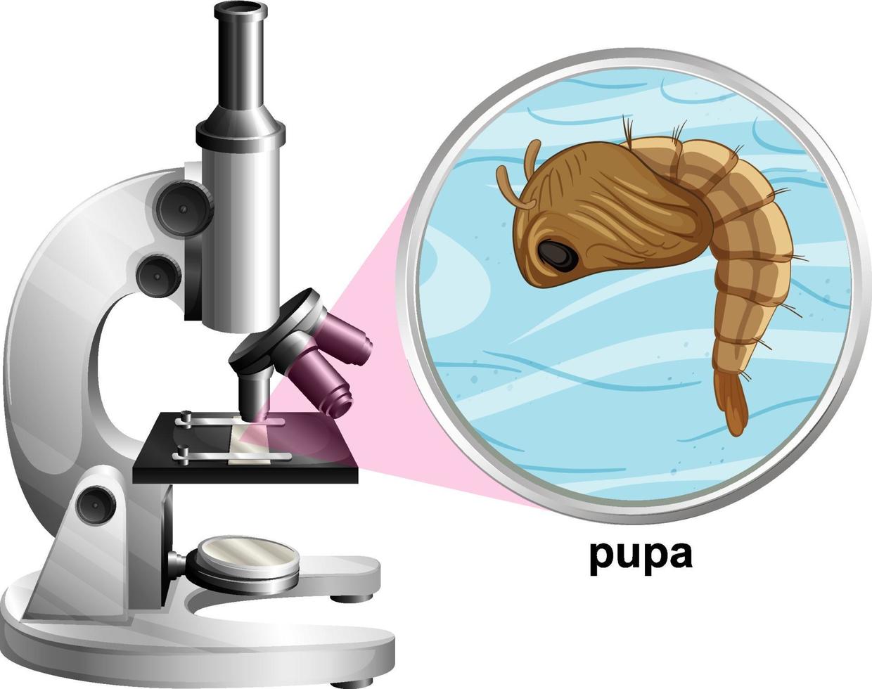 microscopio con zanzara pupa su sfondo bianco vettore