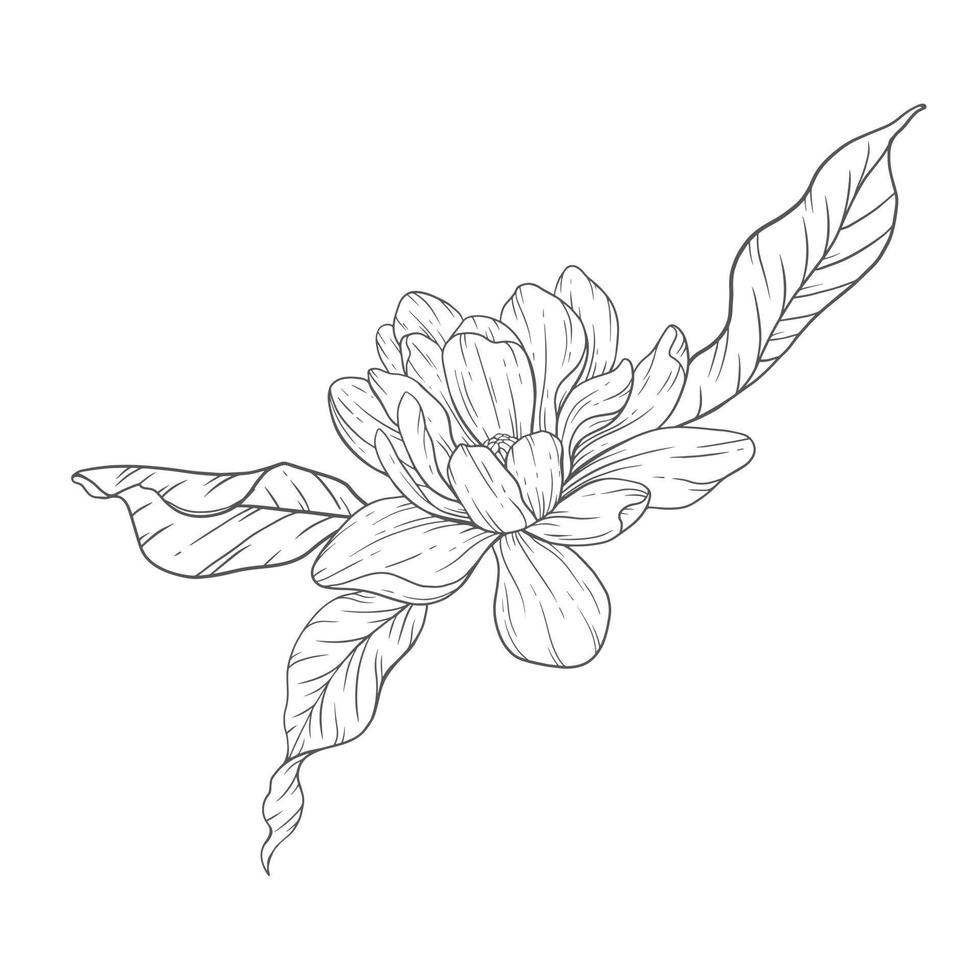 floreale linea arte. magnolia schema fiori per floreale colorazione pagine, minimalista moderno nozze inviti vettore