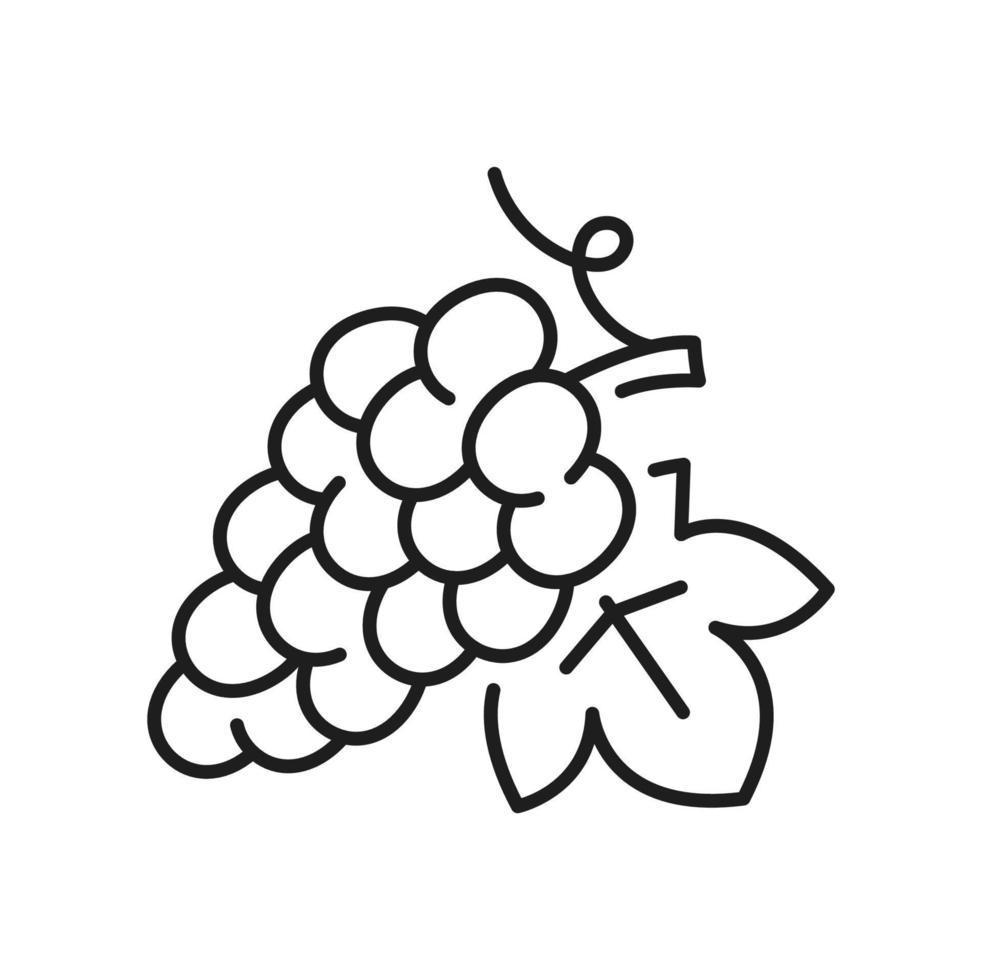 mazzo di uva su stelo isolato frutti di bosco foglia icona vettore