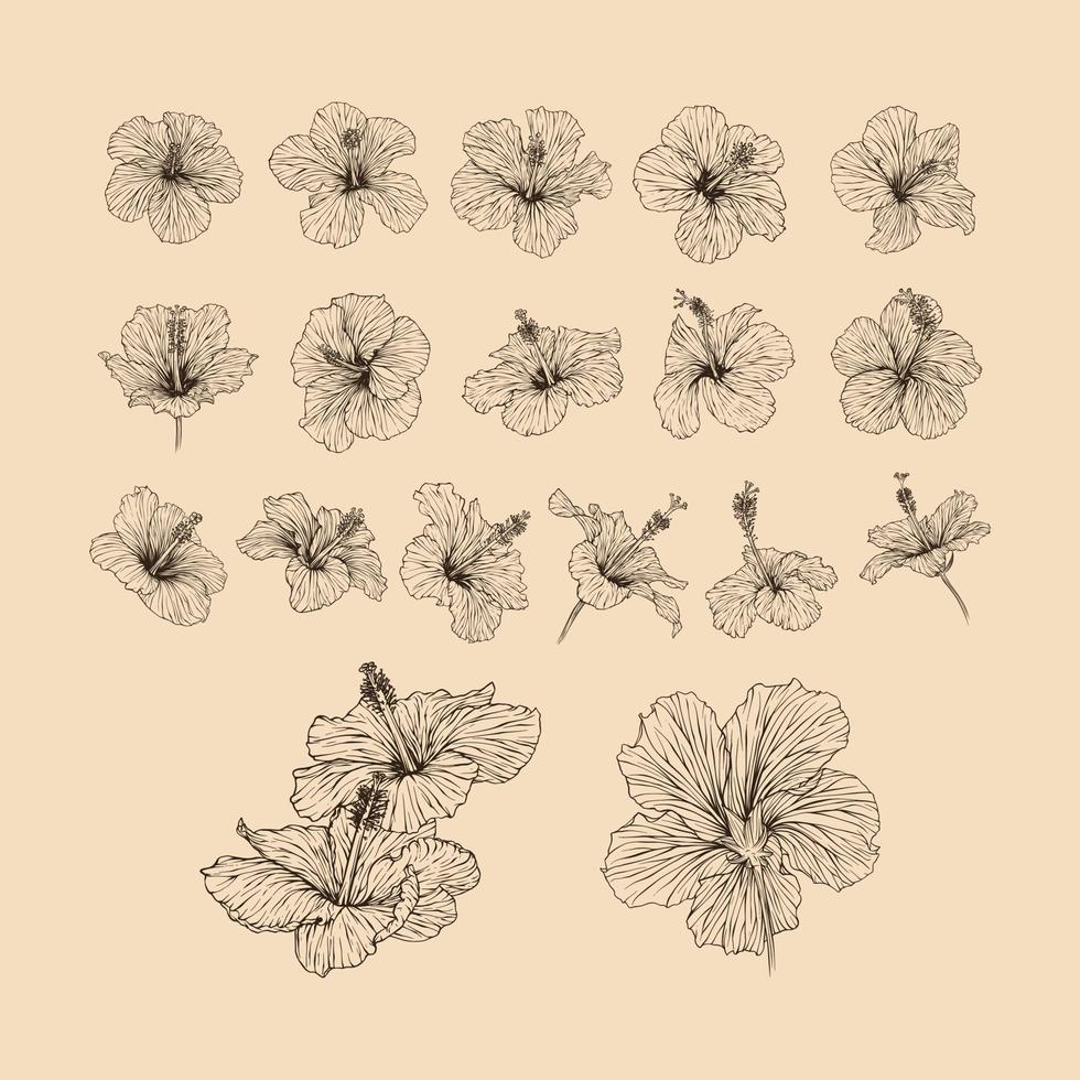 impostato ibisco fiore collezione vettore illustrazione con linea arte