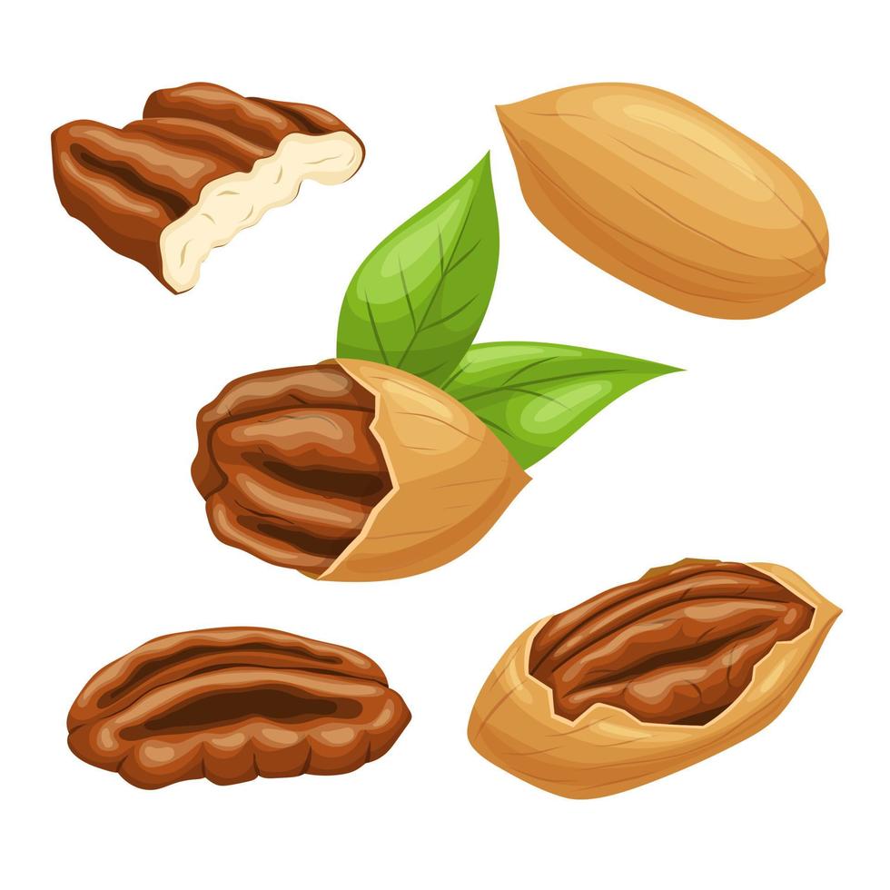 pecan Noce impostato cartone animato vettore illustrazione