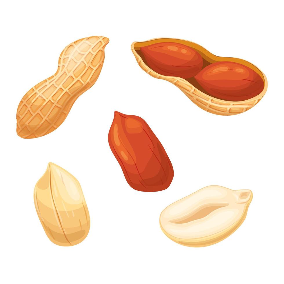arachide merenda cibo impostato cartone animato vettore illustrazione