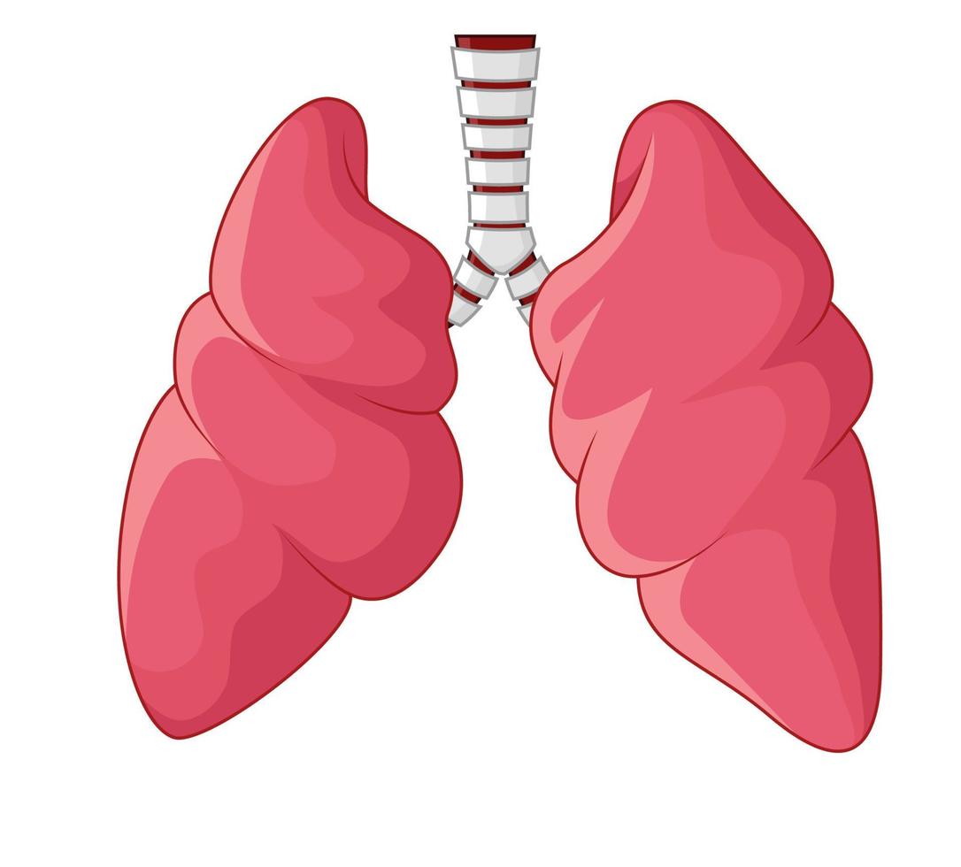 umano polmoni respiratorio cartone animato, vettore illustrazione