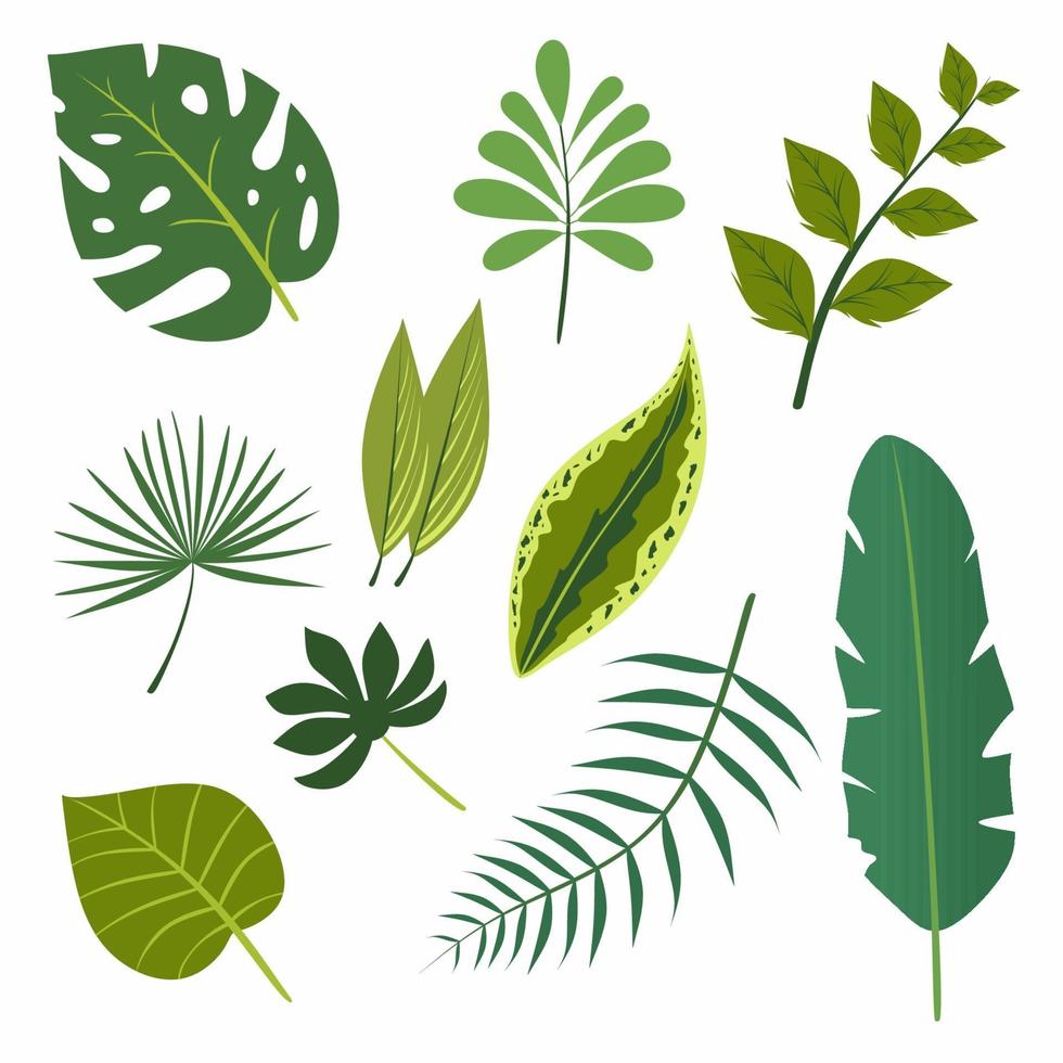 insieme di elementi di design vettoriali raccolta di foglia verde foresta. felce, foglia di banana, monstera palma vegetazione tropicale arte fogliame foglie naturali in stile colorato. illustrazione elegante bellezza decorativa