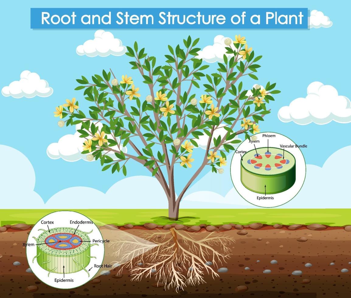 diagramma che mostra la struttura della radice e del fusto di una pianta vettore