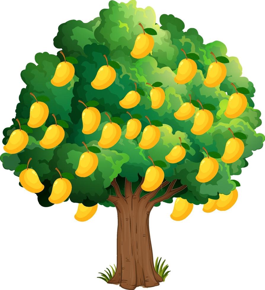 albero di mango giallo isolato su sfondo bianco vettore