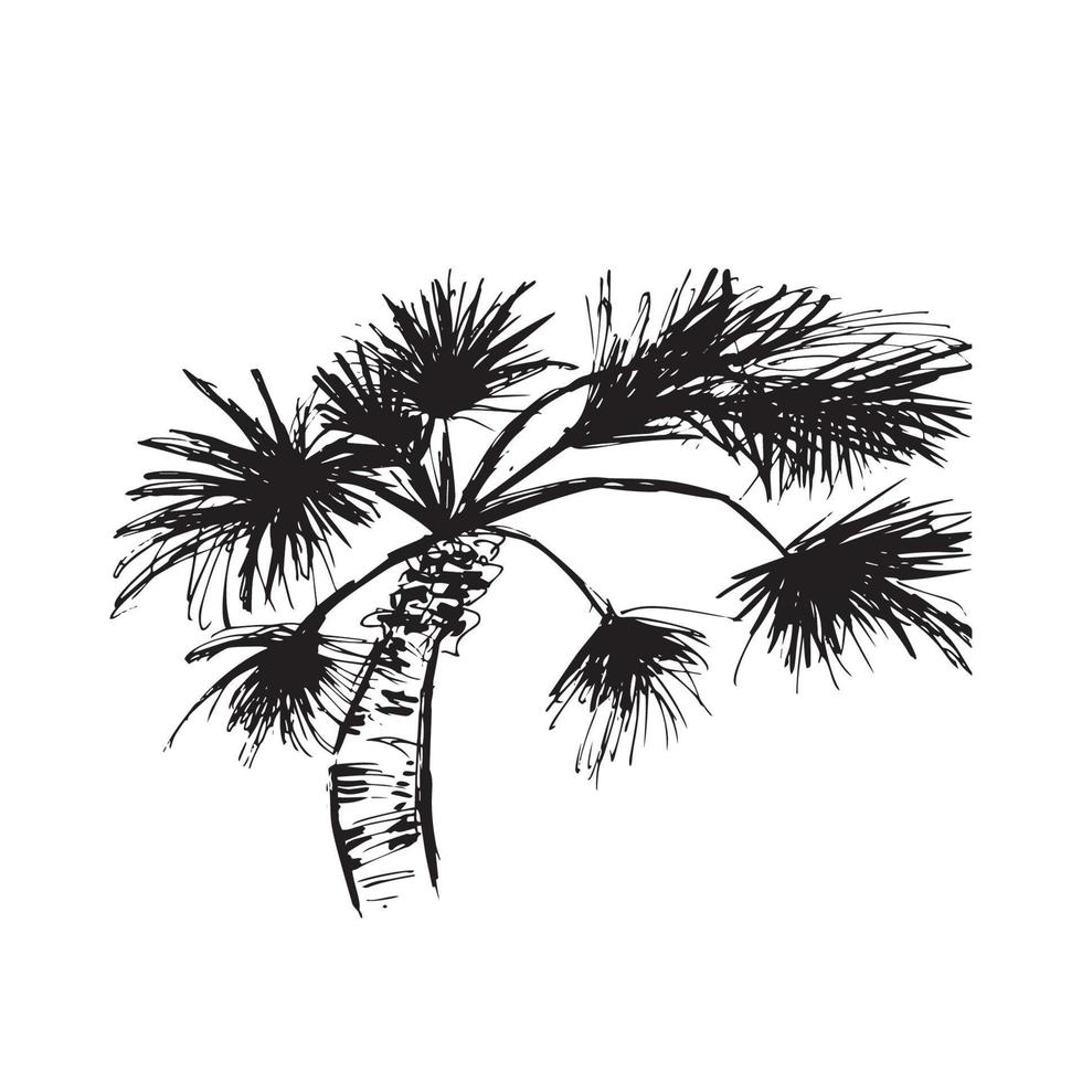 Noce di cocco albero palma schizzo vettore illustrazione mano disegnato