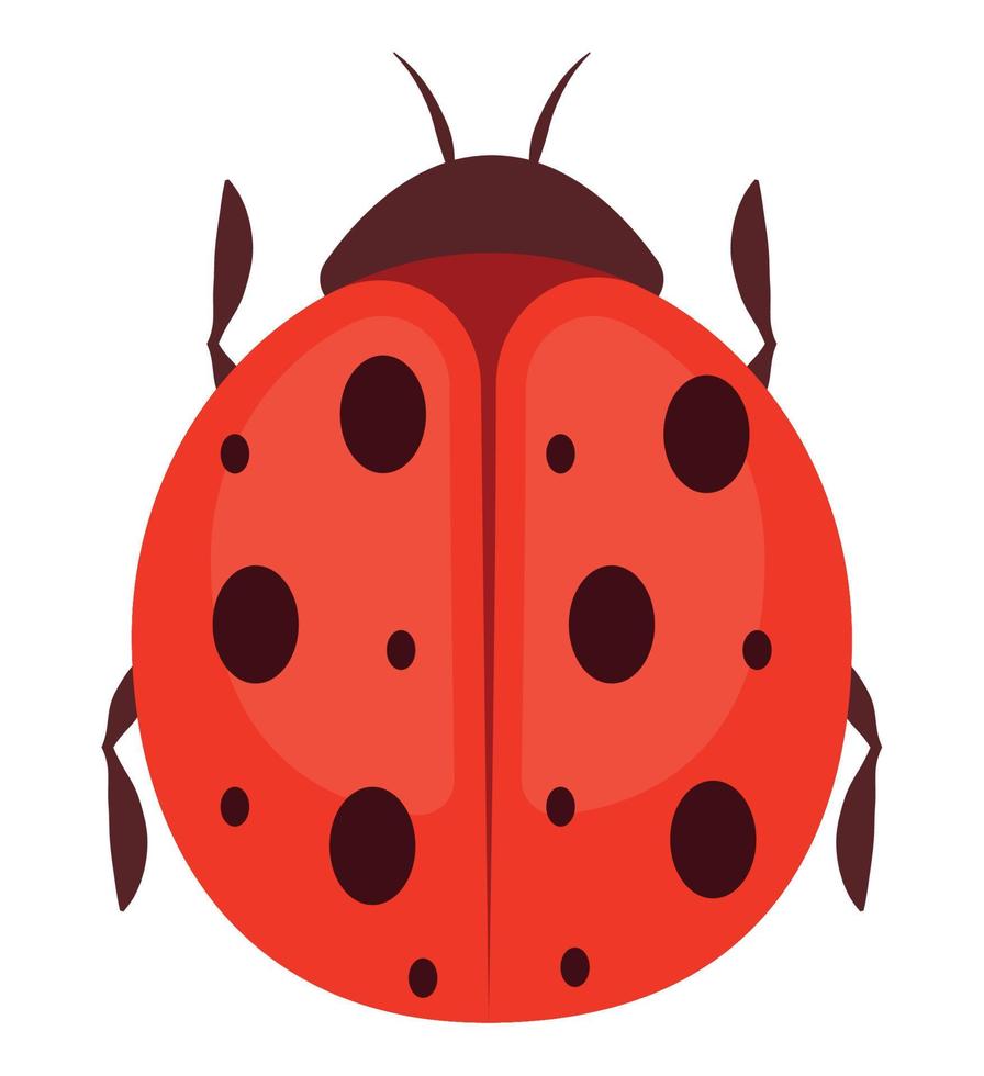 disegno coccinella colorata vettore