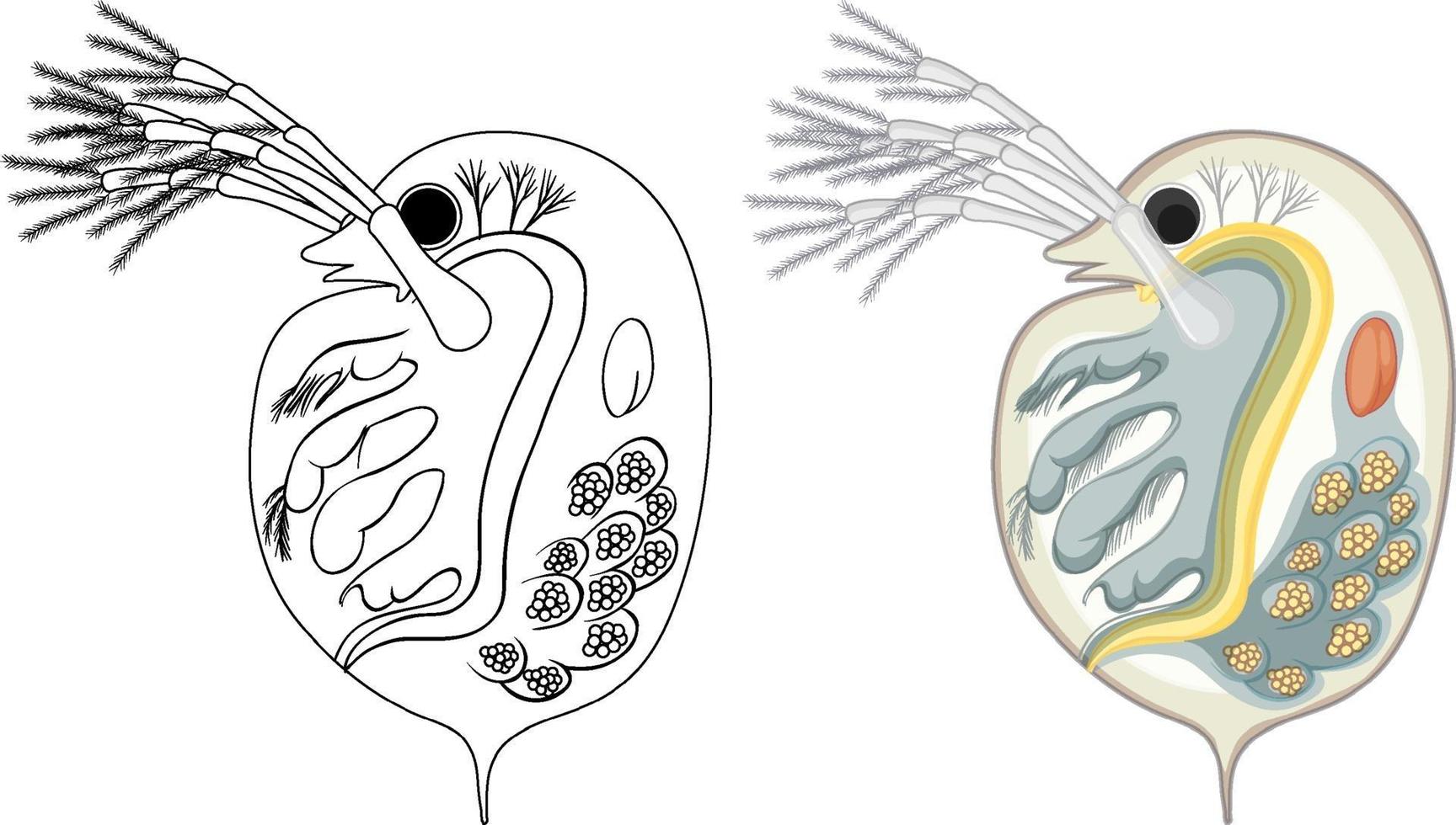 daphnia a colori e scarabocchio su sfondo bianco vettore