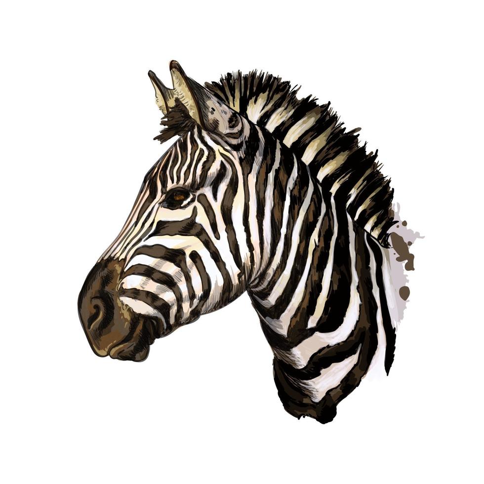 ritratto di testa di zebra da una spruzzata di acquerello, disegno colorato, realistico. illustrazione vettoriale di vernici
