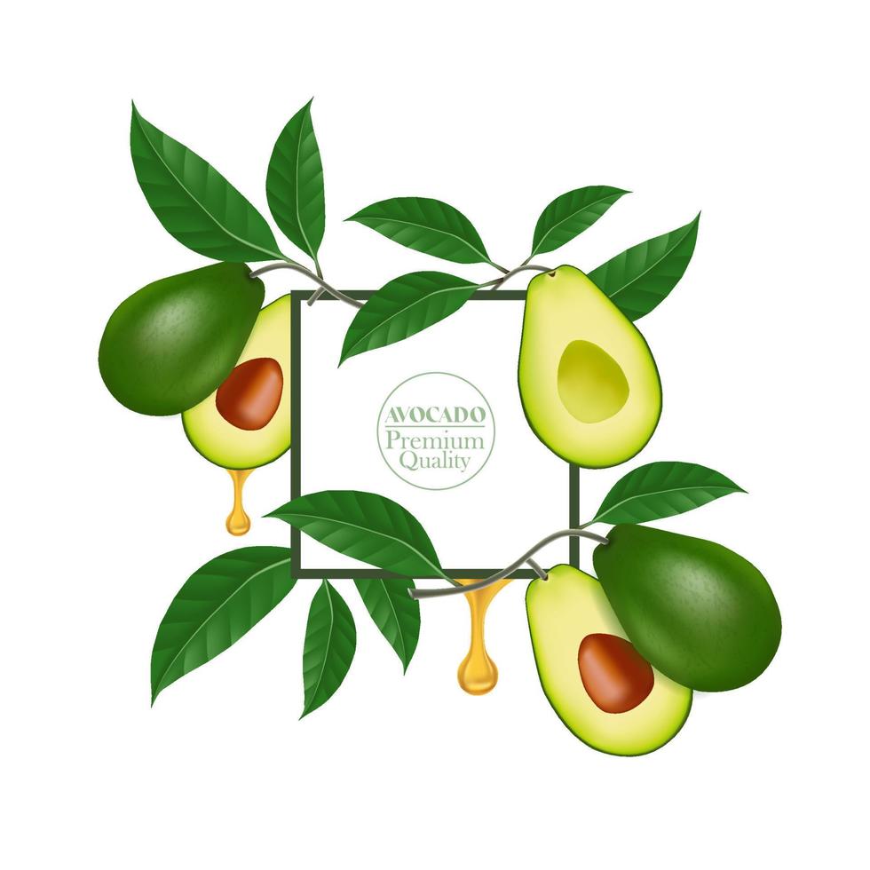 fresco avocado per bene Salute vettore illustrazione