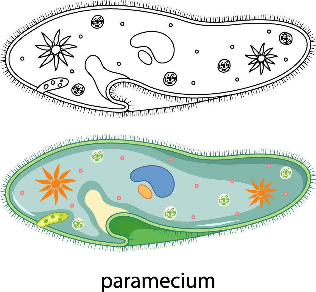 paramecio a colori e scarabocchio su sfondo bianco vettore